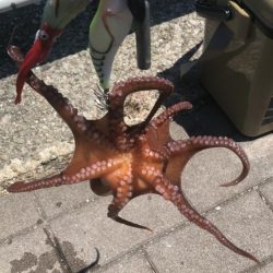 タコ釣りライバル満載でのシーサイド