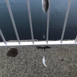 美味しいアジ南蛮が待っている♪