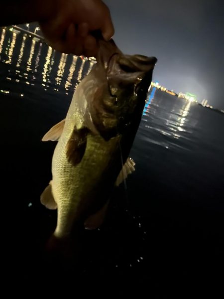 カバースキャット