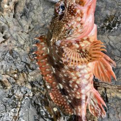 アコウ　リベンジ