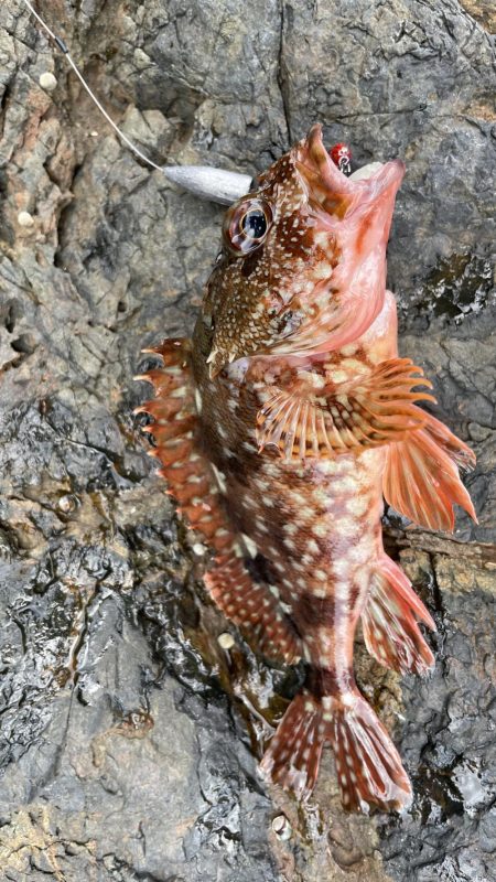 アコウ　リベンジ