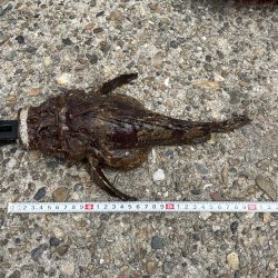 さかなちゃん釣り日記 本荘人工島