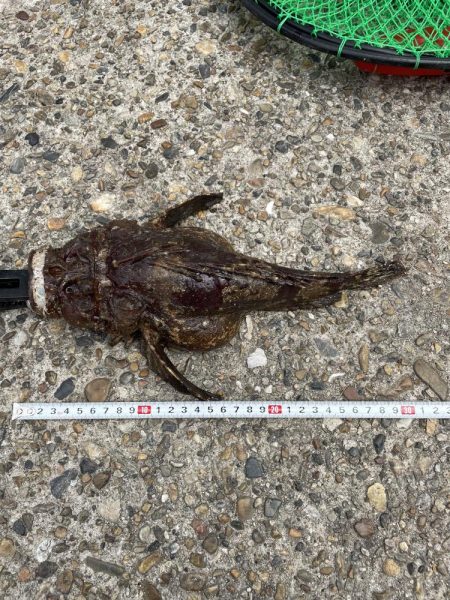 さかなちゃん釣り日記 本荘人工島