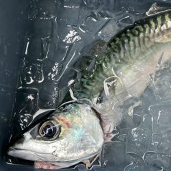 三邦丸さん早朝便で五目