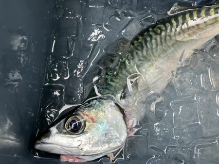 三邦丸さん早朝便で五目