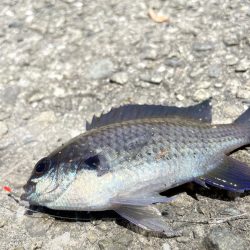 さかなちゃん日記 大蔵海岸編