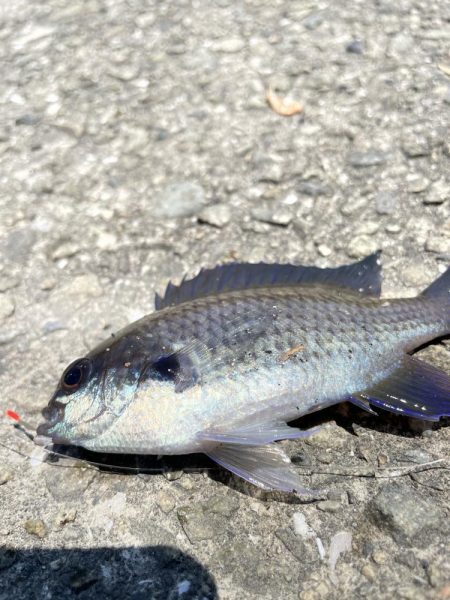 さかなちゃん日記 大蔵海岸編
