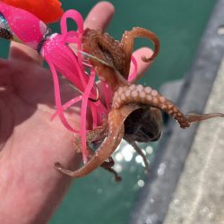 タコ釣りに淡路まで