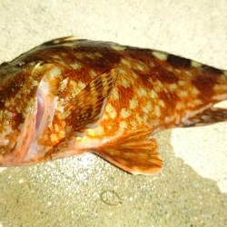 厳しい釣行でアジは留守でした