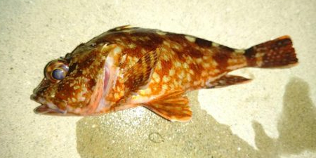 厳しい釣行でアジは留守でした