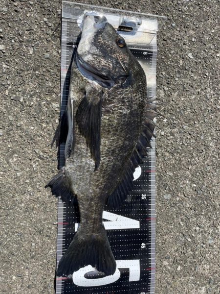 イチノ兄弟、釣果！