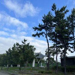 やっぱり阪神高速舞洲サバ線か！