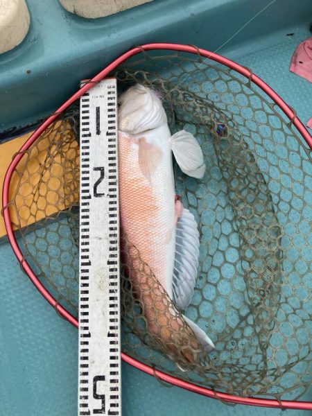 橘沖でシロアマダイ