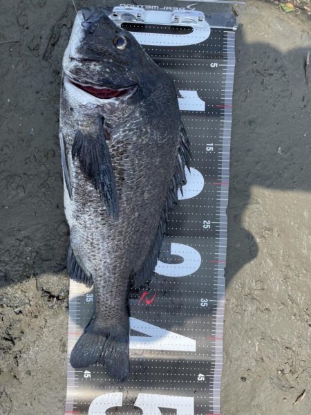 姫路65匹‼️大爆釣!