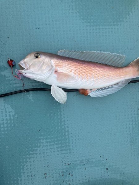 橘沖でシロアマダイ