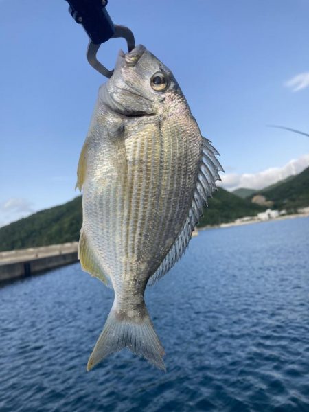紀州釣り
