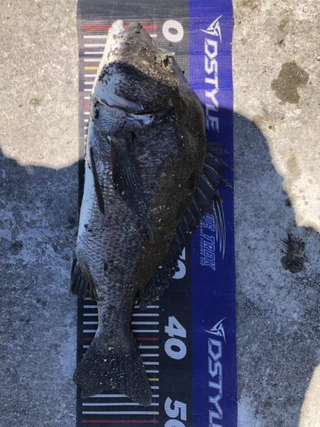 姫路大爆釣‼️