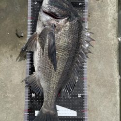 イチノ兄弟、釣果!