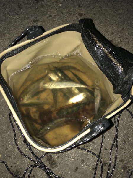 暑い日は夜釣りに限る