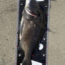 2日連続60枚越え‼️