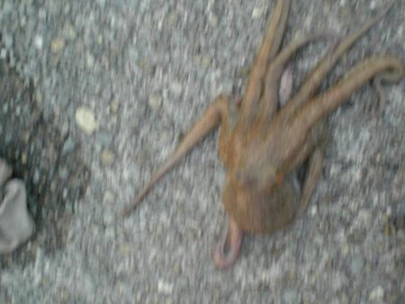 タコ絶好調！！