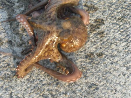 今日もタコ釣ったぞ！