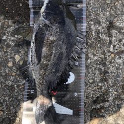 イチノ兄弟、釣果！