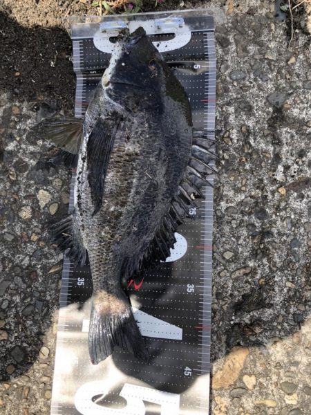 イチノ兄弟、釣果！