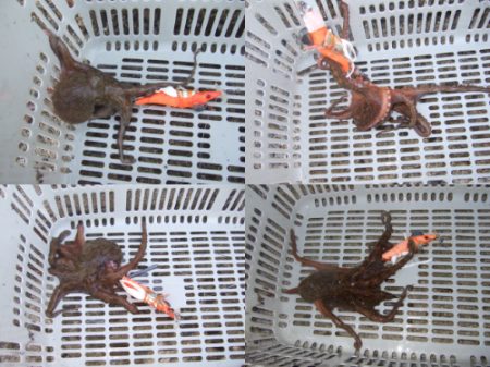 夕方からタコ釣り