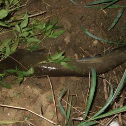 ニューロッドでナマズ