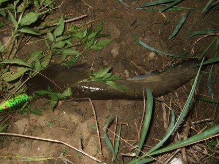 ニューロッドでナマズ