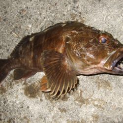 久々にベイトで