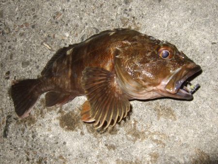 久々にベイトで