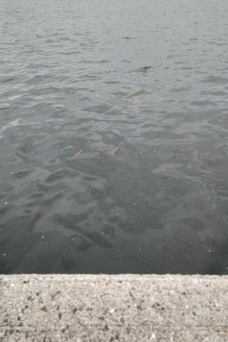 尺アジ狙いでまさかのゲスト