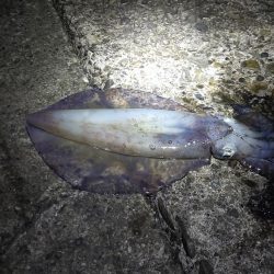 今シーズンもなんとか大型ゲット