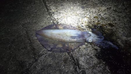 今シーズンもなんとか大型ゲット