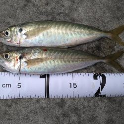 久しぶりの気持ち良い釣果