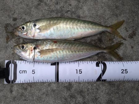 久しぶりの気持ち良い釣果