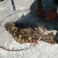 僅かな時合いを捉える事が出来ました