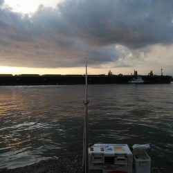 キス仕掛でタコが釣れました