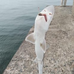 活性が上がらない播磨新島のキス