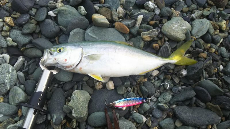 シオ時々ツバスおまけでソゲ