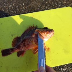 尺鯵自己記録更新