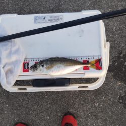 懲りずに水軒一文字へ。