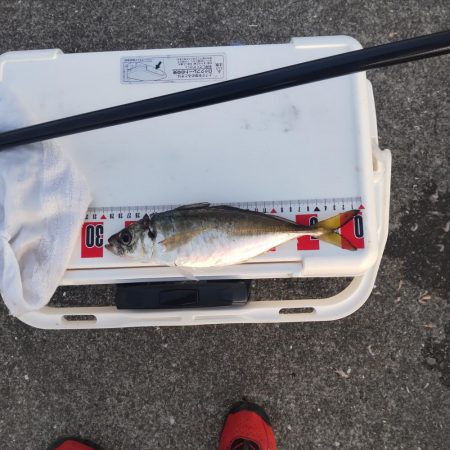 懲りずに水軒一文字へ。