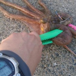 タコ釣り2回目