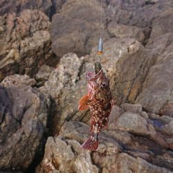 ロックフィッシュ