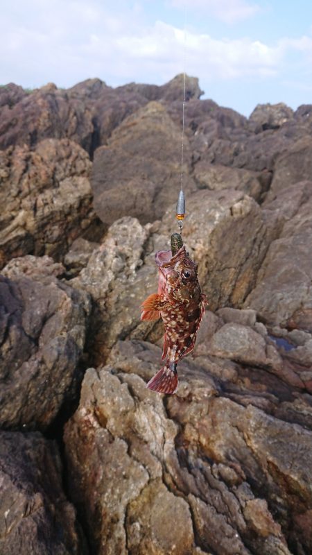 ロックフィッシュ