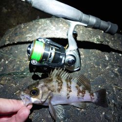 なぜか良型メバル?