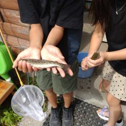 暑い中でのニジマス釣り